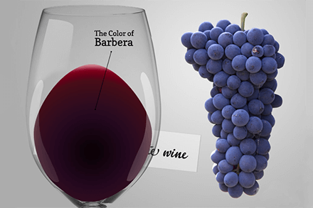Barbera wine