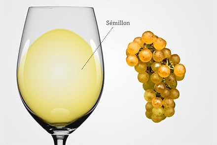Semillon wine